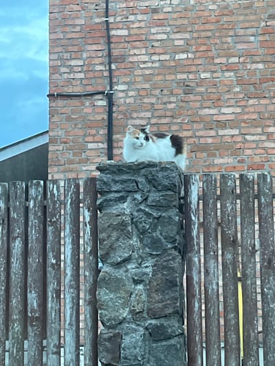A low-angle shot of a multi-colored cat positioned on a low stone wall next to a wooden bench, adjacent to a brick wall. The photo appears to have been taken in Ahronomichne, Ukraine, based on the information provided. The sky is visible in the bottom left corner of the image. A wire is running along the brick wall.