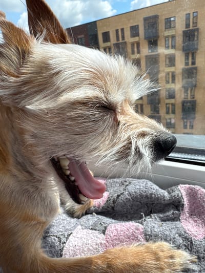 A close-up, profile view shows a small, light brown and white dog with its mouth open in a yawn. The dog's eyes are closed, and its tongue is extended. The dog is lying on a soft, patterned blanket, which is gray and pink. In the background, a modern apartment building with many windows is visible through a windowpane, suggesting the dog is indoors, likely on a windowsill. The sky above the building is partly cloudy. The image is well-lit, indicating it was taken during the daytime. There are no people visible in the image.