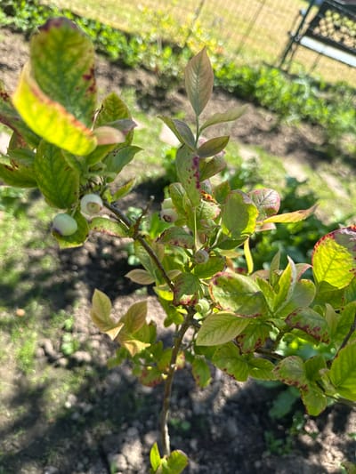The image shows a close-up of a blueberry bush with unripe green berries and leaves that exhibit some yellowing and reddish-purple spotting, possibly indicating nutrient deficiency or sun stress. The bush is growing outdoors in what appears to be a garden or nursery setting, with dark soil and patches of green vegetation visible in the background. Sunlight filters through the leaves, creating dappled shadows on the ground. A wire mesh fence structure is faintly visible in the upper right background. The location is specified as a garden in Bad Oeynhausen, Germany.