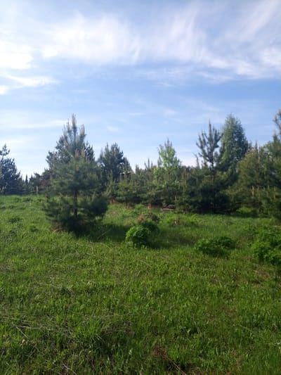 The image shows a grassy field in Ural'skoe, Russia. There are several young pine trees scattered throughout the field, with a denser grouping of trees in the background. The sky is blue with scattered clouds. The grass is green and appears to be recently cut. There are no people or animals visible in the image.