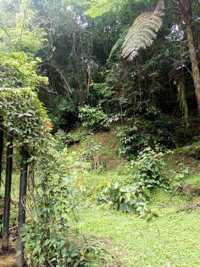 The image displays a densely vegetated outdoor scene located in the city of Kanand, India. The foreground features two dark, vertical cylindrical posts on the left, extensively covered by green climbing vines and broad-leafed plants. The ground in the lower portion of the frame is carpeted with a dense, uniform layer of small-leafed green ground cover. The midground presents a rising slope, heavily covered with varied green foliage including bushes and smaller trees. Indistinct, possibly metallic or wooden structures, resembling fencing or trellises, are partially visible amidst the growth in the mid-right midground. The background consists of a thick forest canopy composed of numerous trees with diverse green foliage and visible trunks. A large, light-green fern frond hangs prominently from a tree in the upper right quadrant of the image. No human figures or animals are present.