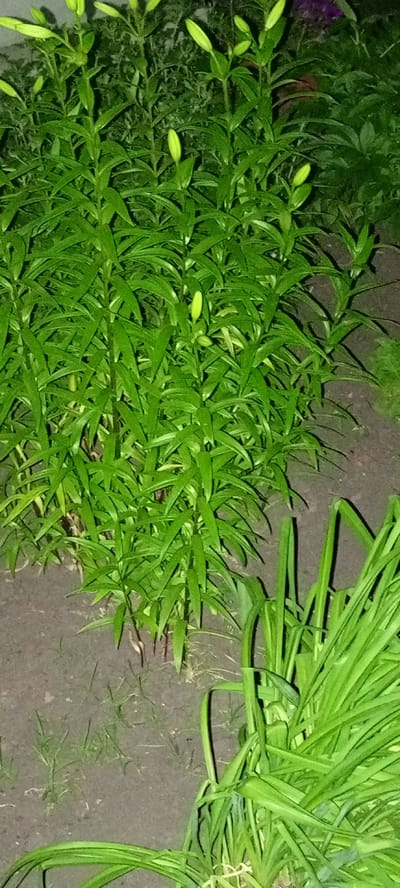 A nighttime photograph captures a dense clump of green lily plants, their long, lance-shaped leaves creating a lush canopy. Several pale green lily buds, tightly closed, are visible among the foliage, indicating that the flowers have not yet bloomed. The plants are rooted in dark, somewhat clumpy soil, with small patches of grass growing sparsely. The background is dark and out of focus, suggesting a garden setting in Kirsanov, Russia, at night. To the right of the main lily clump, another cluster of green, grass-like plants is also visible. The overall impression is one of natural growth and anticipation of blooming flowers.