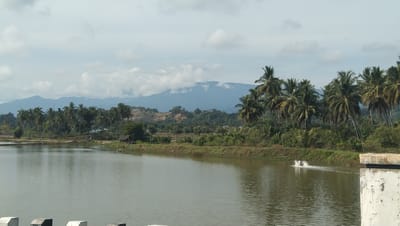 A wide shot captures a serene natural landscape in Cot Lhuerheng, Indonesia. In the foreground, a calm, reflective body of water dominates the lower half of the frame. The water's surface is rippled, suggesting a gentle breeze or slight disturbance. On the far bank of the water, a dense line of tall palm trees stands against a backdrop of rolling hills. Some of these hills show signs of deforestation or excavation, with exposed earth visible. Beyond the hills, a mountain range stretches across the horizon, partially obscured by clouds. The sky is overcast with scattered white clouds. A small structure, possibly a shack, is visible among the trees on the right bank, and a water aeration device is operating in the water near the right edge of the frame. Several indistinct figures appear to be present along the embankment. In the bottom right corner, the edge of a concrete structure, possibly part of a bridge or platform, is visible.