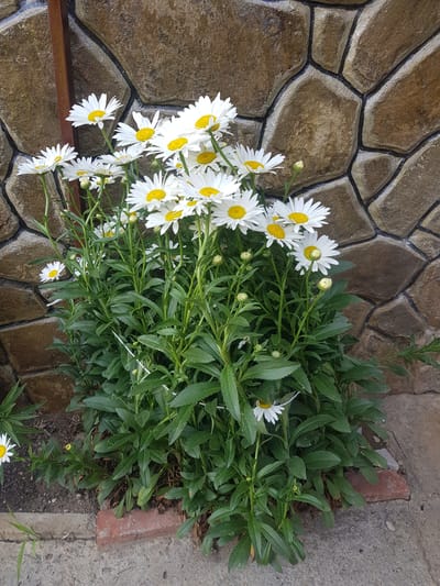 A cluster of white daisies with yellow centers is displayed against a backdrop of a stone wall and concrete ground. The daisies are in full bloom, with their petals spread wide, and some buds are also visible among the lush green foliage. The stone wall is made of irregularly shaped, brownish-red stones with dark grout lines, creating a textured and rustic appearance. The concrete ground is a rough, grayish surface. A small section of a red brick is visible on the right edge of the image, bordering the concrete and possibly indicating the edge of a garden bed or pathway. A thin brown wooden plank is also visible along the bottom edge of the stone wall, partially obscured by the daisies. The overall scene appears to be outdoors, possibly in a garden or yard, with natural lighting suggesting it is daytime. No people or animals are present, and no text is visible in the image. The scene evokes a sense of natural beauty and tranquility. The context provided places the location as Lomets, Bulgaria.