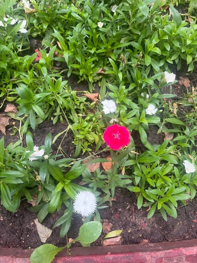 In Vidnoye, Russia, a top-down view captures a cluster of flowers and greenery. A single bright pink flower is centrally located, surrounded by several white flowers and lush green foliage. The flowers are planted in dark soil, with fallen brown leaves scattered amongst the plants. The scene appears to be a garden bed, with a hint of a red border visible at the bottom of the frame. There are no people present in the image.