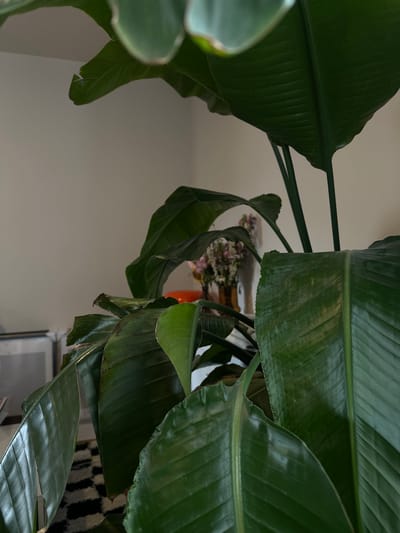 The image features a close-up, low-angle view of a plant with large, green, glossy leaves, possibly a bird of paradise. Some leaves appear healthy, while others show signs of browning or damage. Behind the plant, a glimpse of an interior space is visible, including a vase with flowers on a table. The background is a plain wall. The image does not provide sufficient information to confirm its location in Saint-Ouen-sur-Seine, France. No people, specific actions, or interactions are discernible.