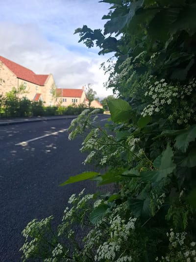A low-angle, close-up outdoor shot captures a cluster of delicate white wildflowers blooming in the foreground, adjacent to a dark asphalt road. The road features a white dashed line marking its center. In the blurred background, two residential houses with distinctive orange tiled roofs are visible. The sky above is partly cloudy, with hints of blue. The scene is set in Middleton Tyas, United Kingdom, suggesting a suburban or semi-rural environment on a potentially overcast day. No people or animals are discernible.