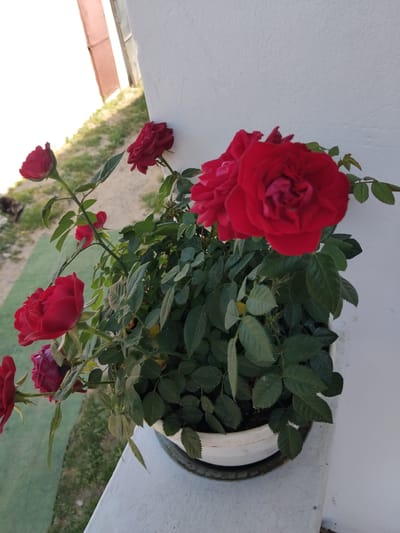 The image shows a potted rose bush with vibrant red roses and green leaves, situated outdoors against a textured white wall. The rose bush is in a white plastic pot which rests on a white ledge. In the background, a grassy area and a portion of what appears to be a building with doors are visible. The lighting suggests it is daytime. The scene is located in Bila Krynytsia, Ukraine. There are no people or animals in the image.
