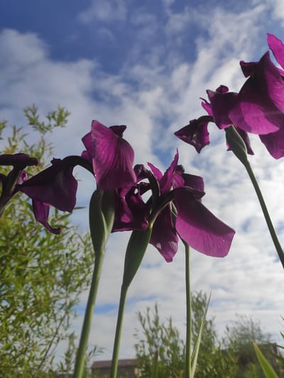 The image is a low-angle shot of purple iris flowers against a cloudy blue sky. The flowers are the primary subject, with several blooms and buds visible, some with their petals unfurled and others still closed. The stems are green and extend upwards, appearing to reach towards the sky. In the background, out of focus, are green foliage and a hint of a brown structure, possibly a building.
The perspective from below the flowers looking up suggests they are growing tall, and the photographer is positioned at ground level. The lighting indicates it is daytime, with the sun likely behind the clouds, creating a soft illumination on the petals, allowing some of their translucent quality to be seen. The presence of clouds in the sky suggests it might be a partly cloudy day.
The image captures a natural outdoor scene, likely a garden or a park in Prokhladnoye, Russia. The focus is on the delicate beauty of the flowers set against the expanse of the sky. There are no people or animals visible. No text is present in the image. The overall mood is serene and natural, highlighting the colors and forms of the iris flowers and the surrounding environment.