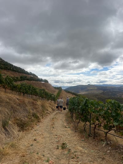 The image displays a steeply terraced vineyard landscape located in Carrazeda de Ansiães, Portugal. The sky overhead is largely overcast with scattered gray clouds, though patches of blue sky are visible in the distance. A narrow dirt path descends through the center of the frame, bordered on both sides by trellised rows of vibrant green grapevines. The terrain surrounding the path and vines consists of dry, light brown grass and exposed soil.
Four adult individuals are depicted walking single-file down the dirt path. The two central figures are each carrying a black bucket in their left hand. The person at the front wears a light-colored short-sleeved top and dark shorts. The second individual from the front wears a white short-sleeved top and light-colored shorts. The person positioned furthest back on the path is wearing a wide-brimmed hat, a long-sleeved shirt, and dark trousers. In the background, beyond the immediate vineyard, undulating green and brown hills extend into the distance, with a visible body of water, likely a river, nestled within a valley. The scene suggests ongoing agricultural activity, consistent with grape harvesting or vineyard work.