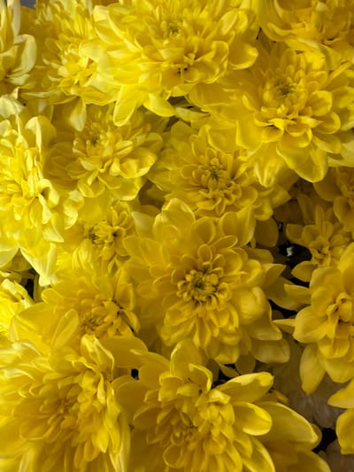 The image is a close-up, overhead view of a dense cluster of bright yellow chrysanthemums. The flowers are in full bloom, with numerous petals layered on top of each other, creating a textured and vibrant surface. The lighting is strong, casting shadows that highlight the three-dimensional form of the petals and the intricate patterns within each flower head. Some of the flowers are slightly out of focus, suggesting a shallow depth of field, which draws attention to the sharply defined blooms in the foreground and center. There are no people, animals, or any man-made objects visible in the frame. The overall impression is one of abundant natural beauty and the vivid color of the flowers. The image does not contain any information that would allow for the determination of its location in Oskemen, Kazakhstan, or any other specific geographical area.