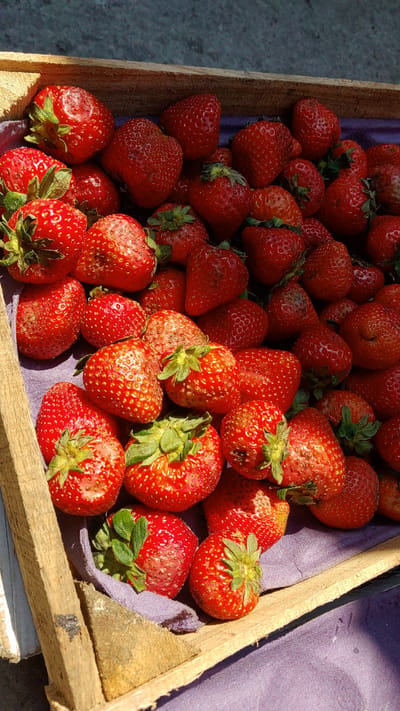 A wooden crate filled with fresh strawberries sits in La Joya, Mexico. The strawberries are varying shades of red, some with green stems still attached. They are arranged on a purple cloth inside the crate. The crate itself is made of light-colored wood. The background is slightly blurred, but shows a cement floor. The scene is lit by natural sunlight.