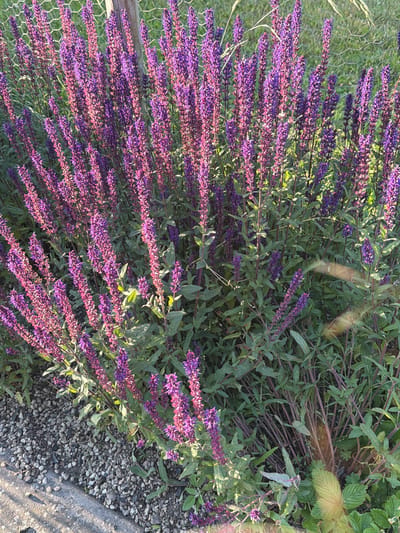 In the city of Helsingborg, Sweden, a dense cluster of tall, spiky purple flowers, likely Salvia, is in full bloom. The flowers are arranged in elongated clusters along sturdy green stems, with many individual blossoms forming the spikes. The foliage is a deep green, and some of the stems are a reddish-purple hue. The flowers are illuminated by natural sunlight, casting dappled shadows and highlighting the textures of the petals and leaves.
The flowers are situated next to a low wall constructed of rough, gray concrete, with a scattering of small, gray and white pebbles along its edge. Behind the flowers, a rough wire fence is visible, supported by wooden posts. The background beyond the fence appears to be a green, grassy area, suggesting an outdoor setting, possibly a garden or park. The overall impression is one of natural beauty and vibrant color, with the sharp, vertical lines of the flowers contrasting with the textures of the stone and fence. There are no people or animals present in the image.