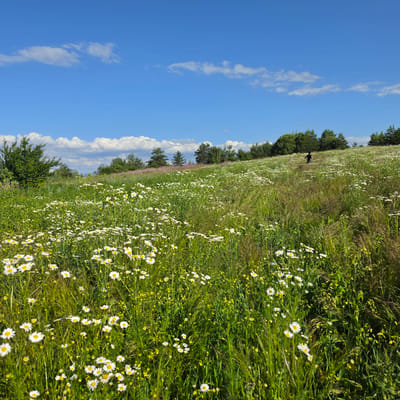 A wide-angle, eye-level, outdoor shot captures a meadow filled with white daisies and green grass under a bright blue sky with scattered white clouds. In the distance, a lone figure, silhouetted against the sky, walks up a gentle slope. A line of trees forms the horizon, with some purple flowers visible on the far left. The scene is located in Ravnogor, Bulgaria.