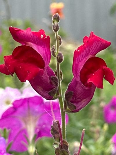 This is a close-up, vertically oriented photograph of two snapdragon flowers in bloom. The flowers are a vibrant deep pink and red, with some darker purple hues visible in the calyxes. The petals are delicate and appear to have dew drops on them, suggesting it might be morning or after rain. The flowers are on a slender stem with small, dark buds above them. The background is softly blurred, with hints of green foliage and larger, out-of-focus purple petunias, indicating a garden setting. The lighting is natural and bright, highlighting the rich colors of the snapdragons. There is no text visible in the image. The overall mood is serene and natural.