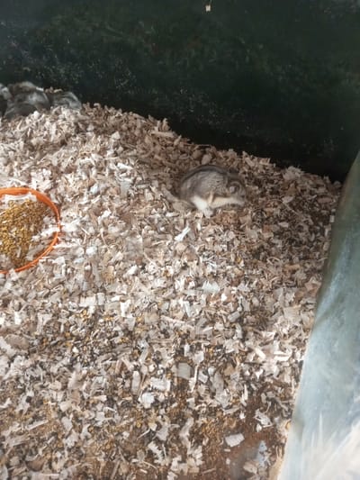 The image shows a hamster enclosure, likely indoors. The enclosure contains wood shavings as bedding and an orange bowl filled with hamster food. A grey and white hamster is visible, resting on the shavings. There are multiple other hamsters at the top left. The location is potentially Nhot Chang, Laos, but there is no way to verify this.