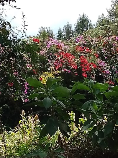 The image depicts a dense natural landscape in Olkeri ward, Kenya. The scene is dominated by a large expanse of vibrant flowering vegetation in the mid-ground, characterized by numerous small blossoms in various colors, primarily red, pink, purple, white, and yellow. This flowering mass appears to be a large bush or vine. Behind this floral display, a cloudy sky is visible in the upper portion, along with the dark green canopy of taller trees in the distance. The immediate foreground features darker green foliage with larger leaves, partially obscuring the view into the lower mid-ground, where lighter green plant stalks, possibly corn, are discernible on the lower left. No individuals, animals, or artificial structures are visible, and no actions or interactions are depicted. The lighting suggests daylight conditions.
