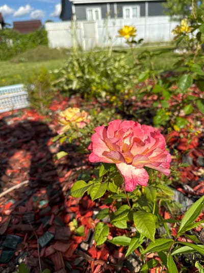 This is a medium shot, rotated, image of a pink and yellow rose in bloom. The rose is the primary subject, with its delicate petals unfurling in the sunlight. It is surrounded by green leaves and stems, some of which are a reddish-brown color. The background is a blur of green foliage, red mulch, and hints of a residential building.
The scene appears to be a garden setting, likely in a suburban or residential area. The time of day seems to be daytime, with bright sunlight casting shadows and highlighting the textures of the rose petals and leaves. The weather appears to be fair and sunny, conducive to outdoor blooming.
In the blurred background, a portion of a building is visible, suggesting a home or a similar structure. The building appears to have light-colored siding and dark-framed windows. The presence of a garden suggests a domestic or private outdoor space.
There is no activity or event taking place other than the natural blooming of the rose. The image focuses on the beauty and detail of the flower, evoking a sense of tranquility and appreciation for nature. The colors are vibrant, particularly the pink and yellow of the rose, contrasting with the green of the foliage and the red of the mulch.
No visible text is present in the image. The overall impression is one of a serene garden scene on a sunny day, with a focus on the delicate beauty of a blooming rose.