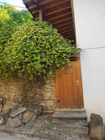 The image depicts an outdoor scene near a building with a wooden-shingled roof structure. A large, dense bush with numerous small, light-colored flowers and green leaves is growing against a stone wall. The bush overhangs a wooden door, which is situated next to a set of concrete steps. To the left of the door and against the stone wall, there are several large, flat stones piled up. The building exterior to the right of the door is painted white. The overall setting appears to be a rustic outdoor area, possibly in the village of Lomets, Bulgaria, given the architectural style and natural elements. There are no people visible in the image.