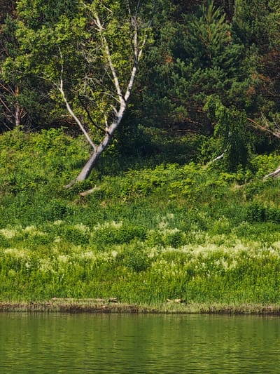 The image depicts a natural scene of a wooded hillside with a body of water in the foreground. The hillside is covered in dense green vegetation, with a variety of trees including birch and pine. A large, white-barked birch tree leans precariously from the upper left of the frame, its branches reaching out over the greenery. The lower portion of the hillside is dotted with small white flowers amidst taller green grasses. The water in the foreground is a vibrant green, reflecting the surrounding foliage and showing ripples on its surface. In the middle ground, near the edge of the water, a small group of three ducks are visible lying down on the grass. The overall impression is one of a tranquil, wild landscape.