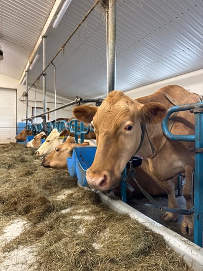 The image, oriented on its side, displays a row of light brown and white cows feeding within a barn in Reykjahlíð, Iceland. The cows are positioned in blue metal stanchions or headlocks, with their heads lowered into a long trough brimming with dried hay. The closest cow, a light brown individual with a black collar, looks directly at the camera. Several other cows are visible further down the feeding line, all appearing calm and focused on their meal. The barn's interior features corrugated metal walls and a ceiling, with fluorescent lights providing illumination. Various metal pipes and structural beams are also discernible overhead. The scene depicts a functional and well-lit agricultural environment. No visible text is present in the image.