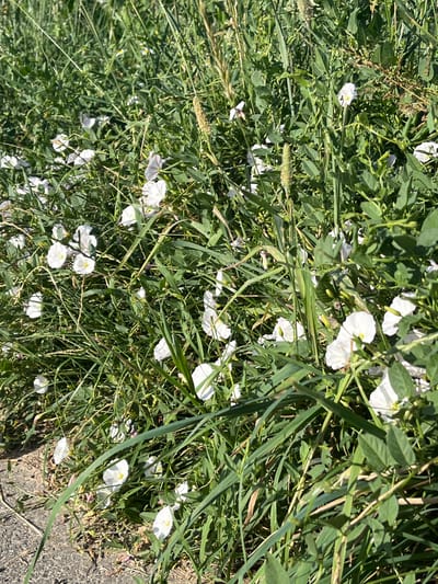 This is a close-up, overhead, eye-level shot of a dense patch of green vegetation, dominated by a profusion of small white funnel-shaped flowers and long, slender green grass blades. The flowers, many of which are partially obscured by the foliage and grass, appear to be bindweeds or a similar climbing plant. They have delicate white petals, some with a hint of yellow at their centers, and are scattered throughout the scene. The grass is thick and unruly, with some blades appearing dry and brown, suggesting late summer or early autumn conditions.
The setting is outdoors, likely a natural or unkempt area, possibly a roadside verge or a field given the presence of a textured gray surface, resembling asphalt or concrete, visible along the bottom right edge of the image. The bright sunlight casting distinct shadows suggests it is daytime, likely mid-morning or afternoon. The overall impression is one of wild, untamed growth, a snapshot of nature's resilience. No people or overt human activity are visible, and there is no visible text. The image conveys a sense of natural beauty and abundance.