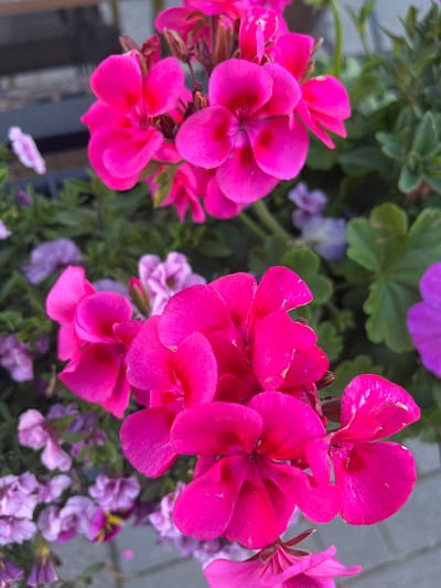 A close-up, eye-level, outdoor shot features several bright pink geranium flowers in bloom, with a blurred background of green leaves and lighter purple flowers. The flowers are vibrant and in sharp focus, their petals catching the light. The scene appears to be a planter box or garden bed, likely in a public space given the hint of a paved surface visible in the lower right corner, suggesting a pathway or patio. The image does not depict any people or specific landmarks that would allow for precise identification of a location within Oulu, Finland. The overall impression is one of natural beauty and a well-maintained urban planting.