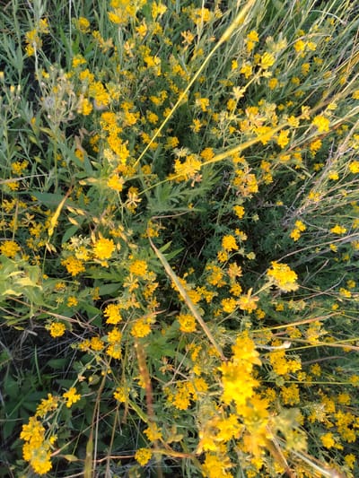 This media file is a top-down shot of a dense patch of yellow wildflowers and green foliage, likely taken outdoors in a natural setting. The flowers are small and clustered together, creating a vibrant yellow carpet against the backdrop of various green leaves and stems. Some of the foliage appears to be grass or thin reeds, interspersed with the broader leaves of the flowering plants.
The lighting suggests it is either early morning or late afternoon, as indicated by the warm, soft glow and the way the light catches the edges of the leaves and flowers, creating a slightly hazy effect. This suggests a calm and serene outdoor environment. There are no people or man-made objects visible, focusing solely on the natural flora.
The overall impression is one of abundant natural beauty, possibly a meadow or a wild field in bloom. The close-up perspective emphasizes the textures and colors of the plants, inviting the viewer to appreciate the intricate details of the wildflowers. The location context of Ananiv, Ukraine, places this scene within a specific geographical area, suggesting a rural or natural landscape typical of the region.