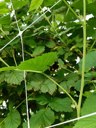 A bumblebee, with black and yellow markings, is perched on a vibrant green leaf amidst a dense canopy of foliage. The leaves, some with slightly browned edges, are supported by thin, light-colored stakes and a white netting system. The scene appears to be outdoors, possibly in a garden or agricultural setting, with natural light illuminating the subject. The overall impression is one of a close-up view of nature's activity. The image was taken in Tuusniemi, Finland.