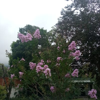 This image captures an outdoor scene dominated by flowering plants and trees under an overcast sky in El Limón, Venezuela.
The central subject is a large shrub or small tree covered in numerous clusters of light pinkish-purple flowers, characteristic of Crape Myrtle (Lagerstroemia). This flowering plant occupies the midground and lower portions of the image, displaying dense green foliage and some unopened flower buds. Behind it, on the left, is a tree with a full, rounded canopy of medium green leaves. To the right, a taller tree with darker, denser foliage and visible branches extends upwards, partially obscuring the background.
The sky is uniformly light gray to off-white, indicating an overcast condition. A few minuscule dark specks, possibly birds or insects, are faintly visible against the sky in the upper left.
Human-made structures are partially visible: On the far left, a section of a reddish-orange brick wall is seen above a portion of a white painted wall. Towards the lower right, partially hidden by the flowering plant and other foliage, is a small, single-story building. This structure has a light-colored facade, possibly white or pale green, with a darker roof overhang. A dark, recessed entrance or doorway is visible, above which a small light fixture is mounted. A dark, gnarled tree trunk or branch is present on the far left. No individuals are depicted in the scene. The lighting is soft and diffused, characteristic of an overcast day.