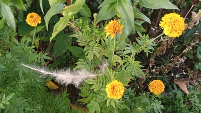 An outdoor, eye-level, close-up shot captures a cluster of bright orange marigolds in the city of Cotjrat, Indonesia. The marigolds, varying in their stage of bloom, are nestled among lush green foliage. A long, thin, white feathery object, possibly a piece of dried grass or a seed pod, rests horizontally across some of the leaves in the mid-left of the frame. The background is a blur of green leaves and darker, out-of-focus elements, suggesting a natural, perhaps garden or wild, setting. The lighting appears to be natural daylight, creating soft shadows and highlighting the vibrant colors of the flowers and leaves.