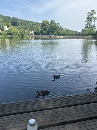 This media file shows a view of a calm lake in Ville-d'Avray, France. The lake is bordered by lush green trees and vegetation, with some buildings visible nestled amongst the foliage on a gentle slope. A wooden boardwalk runs along the right edge of the frame, with several planks running horizontally. Two dark-colored ducks are swimming in the water, creating ripples as they move. In the background, a tall tree with sparse leaves stands out against a bright, overcast sky. The scene appears peaceful and natural, possibly during the daytime with mild weather. A partially visible plastic bottle with a silver cap sits on the boardwalk in the foreground, suggesting human presence. No text is visible in the media file.