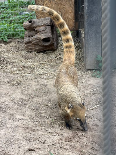 A coatimundi lies on the ground covered in hay and dirt. It is positioned near a tree stump, a metal cage, and a gray object that might be part of an enclosure. The image was taken from above. Location: Ķekava, Latvia.