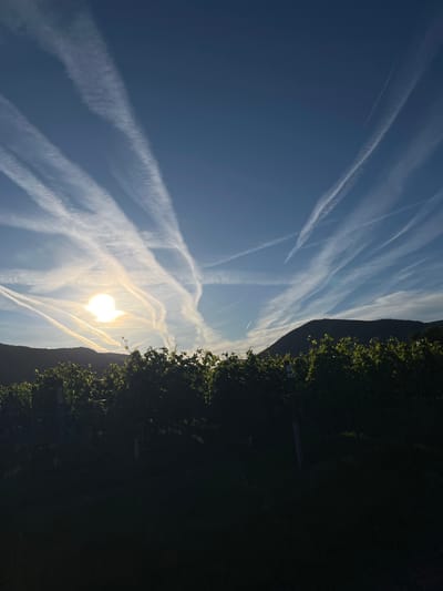 The image depicts a vineyard in Flemlingen, Germany, under a vast sky filled with numerous contrails. The sun is low in the sky, casting a warm glow on the scene and creating a silhouette of the rolling hills in the background. The vineyard rows are visible in the foreground, with lush green leaves illuminated by the sunlight. The sky is a deep blue, crisscrossed by a complex network of white contrails, suggesting significant air traffic. The overall impression is one of a tranquil rural landscape contrasted with the man-made trails in the atmosphere.