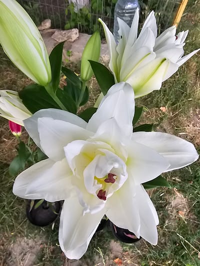 A white double Oriental lily with deep red anthers is in full bloom, its petals unfurling to reveal a yellow center. The flower is positioned in the foreground, with several other lily buds and blooms partially visible in the background. One bud, to the left, is tightly closed and a pale green color, while another, to the upper right, is partially open, showcasing its white petals tinged with green. The flowers are surrounded by lush green foliage. The background consists of dry grass, a chain-link fence, rocks, and a plastic water bottle. The scene appears to be outdoors, likely in a garden setting. The image was taken in Coșcodeni, Moldova.
