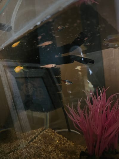 The image shows an aquarium. Several small fish are visible, including guppies with orange or yellow tails. A black filter is positioned in the center of the tank. A pink plastic plant sits in the upper right corner, near the gravel substrate. There are no people visible. The image does not contain any information related to the city of Krasnovo, Bulgaria, or any specific geographic location.