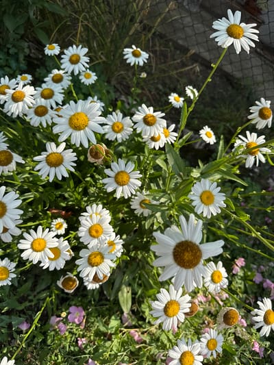 The image displays a close-up, overhead view of a patch of white daisies with yellow centers. The flowers are in various stages of bloom, with some fully open and others partially closed or wilting. The daisies are interspersed with green foliage and a few small pink wildflowers. The background shows a dark, out-of-focus area that appears to be a garden or natural setting. A chain-link fence is visible in the upper left corner. The lighting suggests it is daytime, possibly morning or afternoon, with dappled sunlight illuminating the flowers. There are no people or text visible in the image. The scene evokes a feeling of a natural, peaceful outdoor environment.