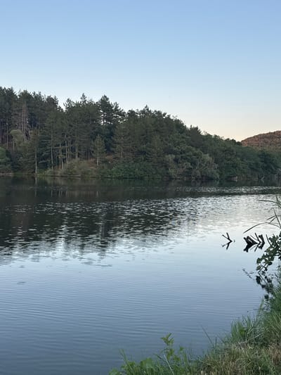 This is a landscape photograph of a lake with a forest on the opposite bank and a clear sky above. The water is calm with ripples and reflects the trees and the sky. Several pieces of driftwood are visible in the water near the right bank. The shoreline on the right is lined with grass and some vegetation. In the distance, a hillside covered in trees is visible. The overall impression is one of a peaceful natural setting. The location is the lake in Slavovitsa, Bulgaria.