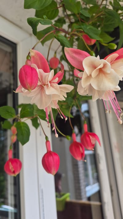 A close-up, vertical, eye-level shot showcases a hanging fuchsia plant with numerous pink and white flowers and buds. The flowers are delicate, with prominent stamens that extend downwards. Some flowers are in full bloom, displaying layers of petals, while others are still in bud form, resembling small pink teardrops. The plant is situated outdoors, with a white wall and a window frame visible in the background. The environment suggests a domestic setting, possibly a balcony or porch. The scene is well-lit, with natural light illuminating the vibrant colors of the flowers. The image does not contain any people or animals. The location is specified as Krauja, Latvia.