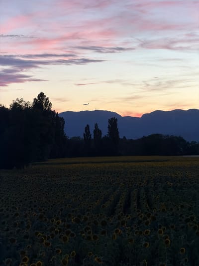 The image shows a panoramic view of a sunflower field at dusk, with the silhouette of mountains in the background. A plane is visible in the sky, and the sunset casts a soft glow over the scene. The location is the commune of Veigy-Foncenex, France. The image is a still photograph, and there are no people or animals visible. The environment is rural, with a focus on the natural landscape.