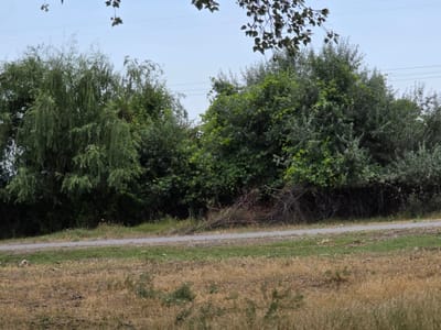 The image shows a view of a rural area with dense green foliage and a dirt road. In the background, a line of trees and bushes creates a thick wall of greenery, with a prominent weeping willow on the left side. A light-colored dirt road runs horizontally across the middle of the frame, separating the dense vegetation from a foreground of dry, golden grass and some scattered green weeds. Overhead, the sky is pale blue with a few scattered clouds. Power lines are visible against the sky in the upper part of the image. The scene appears to be a natural landscape, possibly on the outskirts of the village of Poylu, Azerbaijan, where such vegetation and unpaved roads are common. There are no people or animals visible in the image.