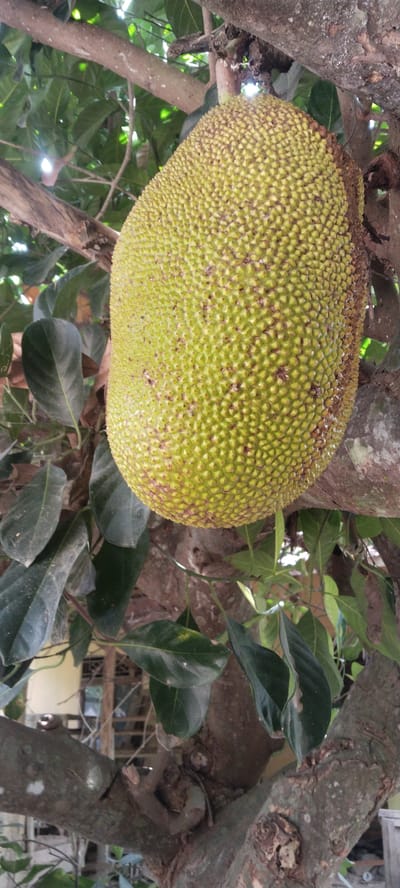 In Blangjruen, Indonesia, a large, unripe jackfruit hangs from a thick branch of a tree. The fruit's exterior is covered in a bumpy, green rind with small brown blemishes. Large, dark green leaves surround the jackfruit, some partially obscuring the fruit and branches. The tree trunk and branches are rough and brown, with visible textures and knots. In the background, out of focus, a building with windows and a light-colored wall can be seen. The scene appears to be outdoors, under natural daylight.