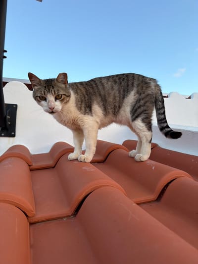 A tabby cat stands on a terracotta tiled roof under a clear blue sky. The cat has grey and white fur with darker grey stripes on its back and tail. It is facing the viewer, with its head tilted slightly to the left. The cat's paws are white, and it is standing on the crest of a roof tile. In the background, there is a white wall with a dark metal fixture attached. The scene appears to be in Loulé, Portugal.
