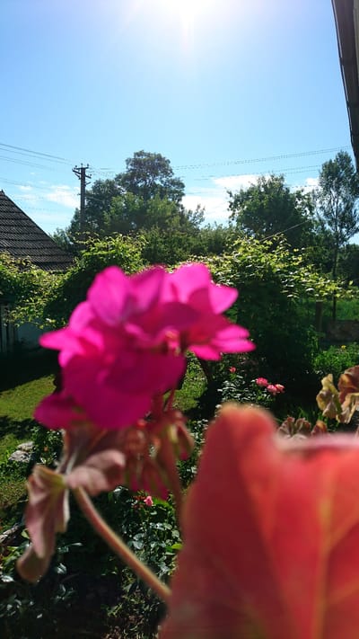 The image depicts a bright, sunny day in a rural setting, likely a garden or yard in Dvirets, Ukraine. In the foreground, a large, vibrant pink flower is prominently displayed, its petals slightly blurred due to the shallow depth of field. To the right of this flower, another out-of-focus element, possibly another flower or leaf, is visible in a peachy-pink hue.
The background reveals a lush green garden with various plants and trees. Behind the garden, a dark-tiled roof of a building, characteristic of a house, is partially visible on the left. A wooden pole with power lines stretches across the scene, indicating the presence of electricity in the area. The sky is a clear, bright blue with a strong sun creating lens flare and casting shadows. The overall impression is one of a peaceful, natural environment bathed in sunlight.