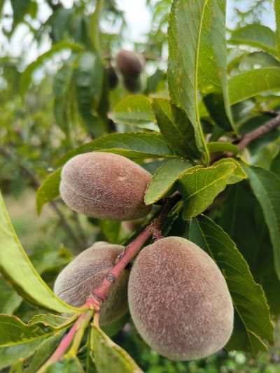 The image shows a close-up view of a branch laden with unripe peaches. Three fuzzy, brownish-pink peaches are prominently featured, two in the foreground and one slightly behind. They are still small, indicating they are in an early stage of development. The peaches are attached to a reddish-brown branch, which is surrounded by vibrant green leaves. The leaves are oval-shaped with serrated edges and exhibit a network of veins. The background is softly blurred, revealing more green foliage and hints of other peaches on distant branches, suggesting a peach orchard. The lighting appears to be natural daylight, casting a soft glow on the fruit and leaves. The overall impression is one of a healthy and fruitful tree in a natural outdoor setting, likely in Kotayq, Armenia, during the growing season. There is no visible text in the image.