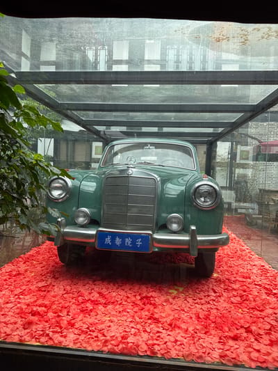 The image shows a vintage green Mercedes-Benz car displayed on a bed of red flower petals within a glass enclosure. The car's license plate reads "成都 院子". The enclosure appears to be part of a museum or exhibition space in the Qingyang District of China, suggested by the presence of a plaque with Chinese characters. Lush green foliage is visible to the left of the car, and the background shows a brick wall and reflections in the glass, indicating an indoor setting. The lighting is soft and diffused, creating a warm atmosphere.