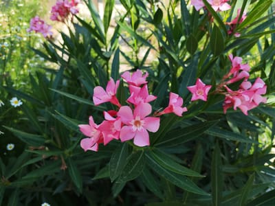 The image is a close-up, eye-level shot of pink oleander flowers blooming amongst dark green, lance-shaped leaves. The flowers have five petals each and are clustered together in small bunches. In the blurred background, to the left, a patch of small white daisies with yellow centers is visible. The scene appears to be outdoors, in a garden or natural setting, with sunlight illuminating the flowers. No people or man-made objects are discernable in the image. The location is specified as Sovet, Kyrgyzstan.