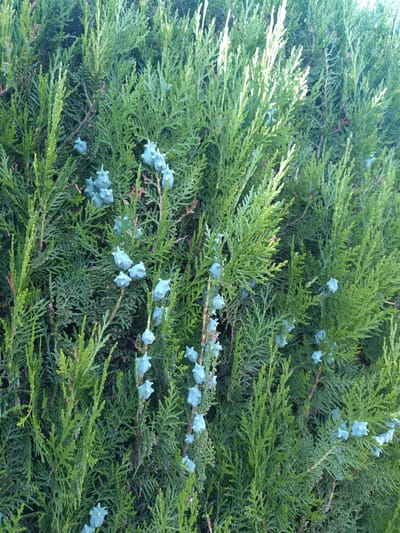 The image shows a close-up view of a green evergreen shrub, likely a variety of thuja or cypress, with numerous small, light blue, cone-like seed structures scattered throughout its foliage. The branches are dense and feathery, with a mix of lighter green new growth and darker green older foliage. The lighting suggests it is daytime, with some areas of brighter illumination indicating sunlight filtering through the branches. The location is identified as the city of Yagoda, Bulgaria. There are no people or animals visible in the image, and no specific actions are taking place. The scene is entirely focused on the plant.