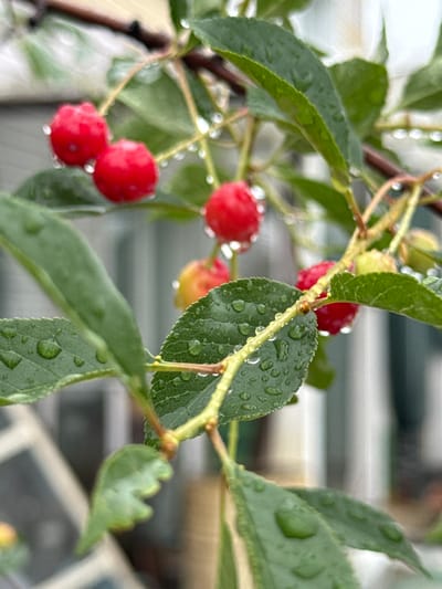 This close-up, high-angle shot captures a branch of a cherry tree with several ripe red cherries and green leaves, all glistening with water droplets. The background is softly blurred, showing hints of a fence or building, suggesting an outdoor setting, possibly in a backyard or garden. The image is taken in Мичуринское, Russia. The focus is on the details of the cherries and leaves, with water droplets creating a bokeh effect.