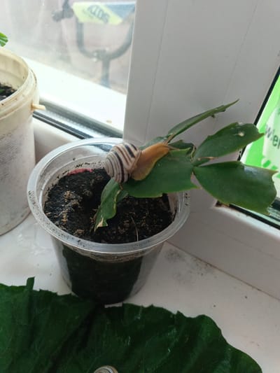 The image depicts a snail crawling on a green plant situated in a clear plastic pot. The pot is filled with dark soil and rests on a white windowsill. To the left of the pot is a white plastic container, also on the windowsill. In the background, a window shows a blurred view of what appears to be outdoor elements, including what might be a street or a building. The lighting suggests it is daytime. The location is identified as Tolbazy, Russia.